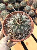 Thelocactus Rinconensis | Rare Seed‑Grown Cactus | Live Plant