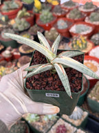 Variegated Sansevieria Blue Clone #109 | Rare White Variegation | Easy Care Snake Plant