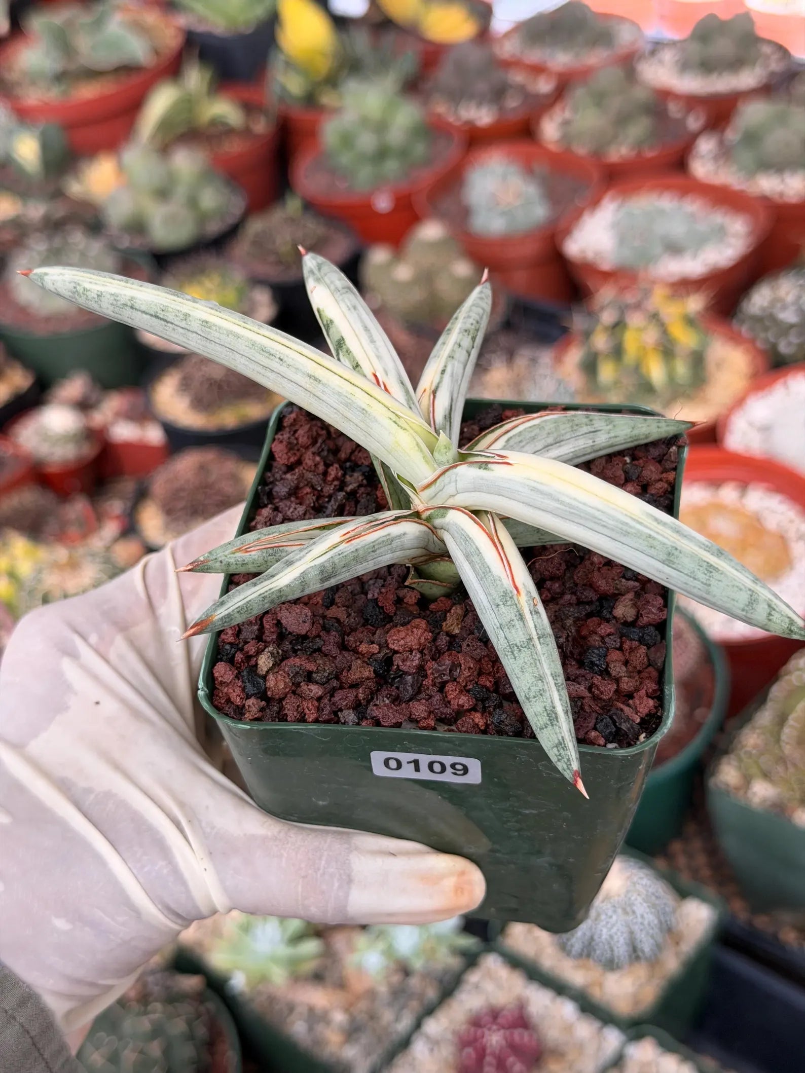 Variegated Sansevieria Blue Clone #109 | Rare White Variegation | Easy Care Snake Plant
