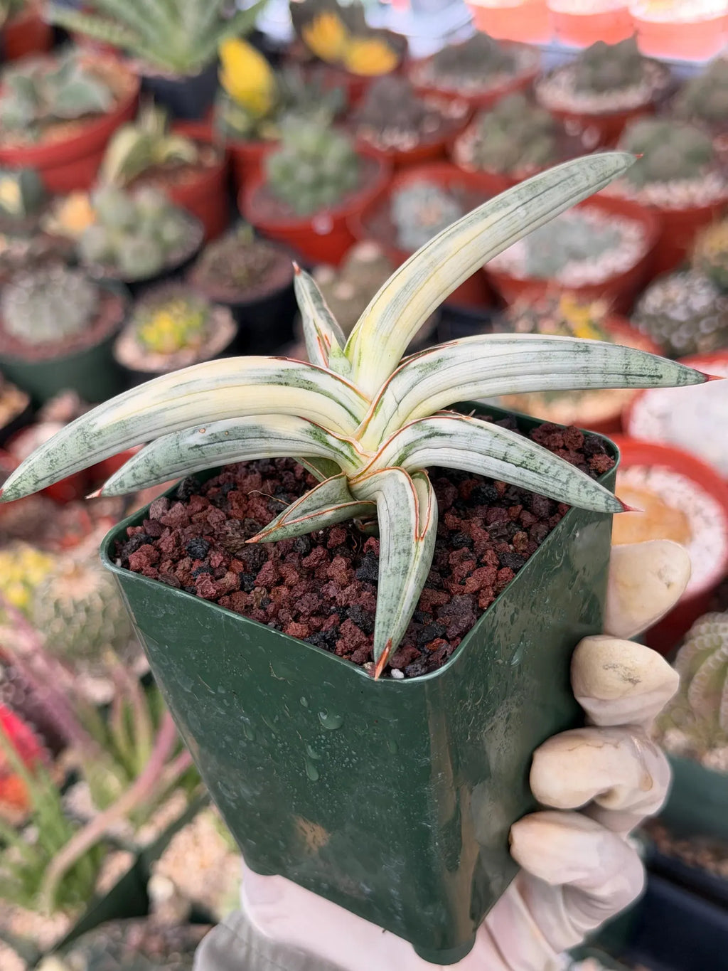 Variegated Sansevieria Blue Clone #109 | Rare White Variegation | Easy Care Snake Plant
