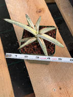 Variegated Sansevieria Blue Clone #109 | Rare White Variegation | Easy Care Snake Plant