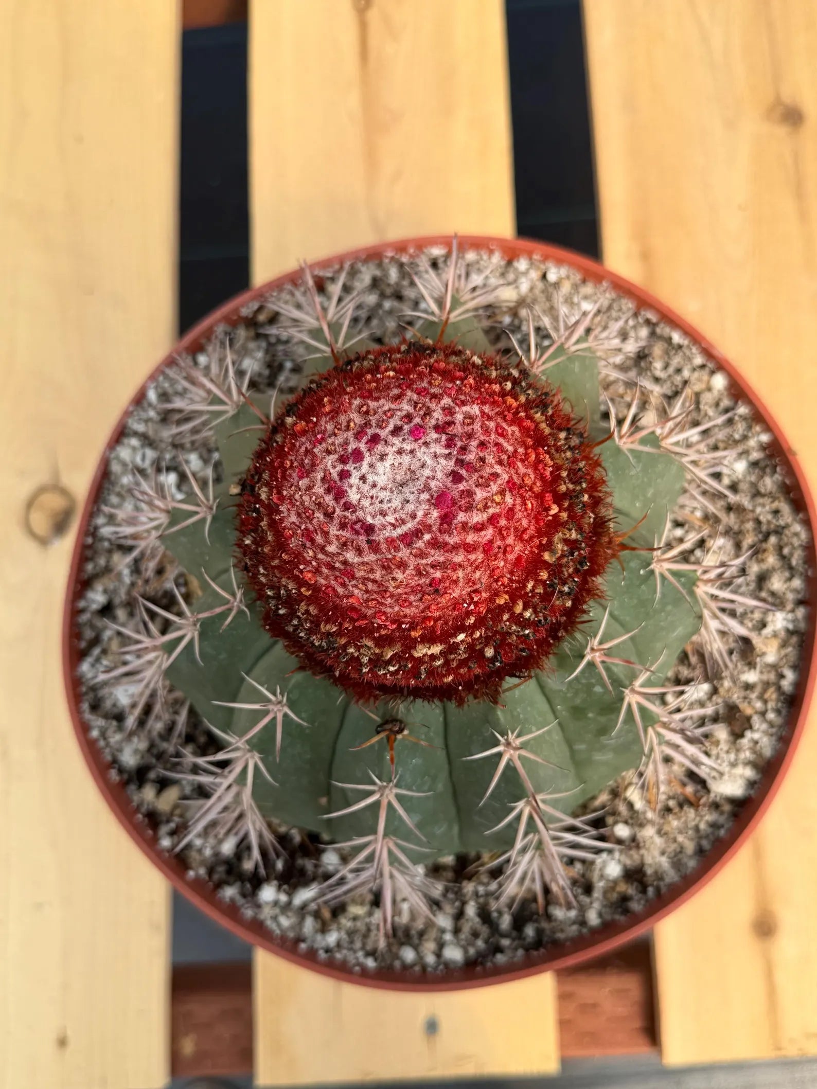 Melocactus Matanzanus – Large Rare Specimen with Cephalium | Collector's Cactus