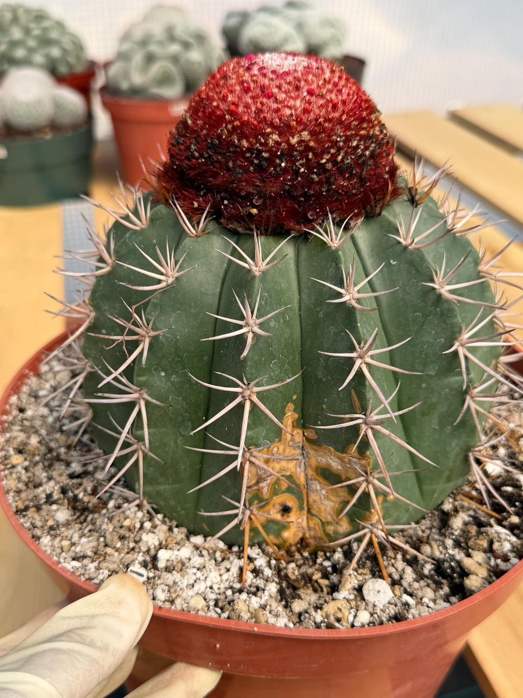 Melocactus Matanzanus – Large Rare Specimen with Cephalium | Collector's Cactus