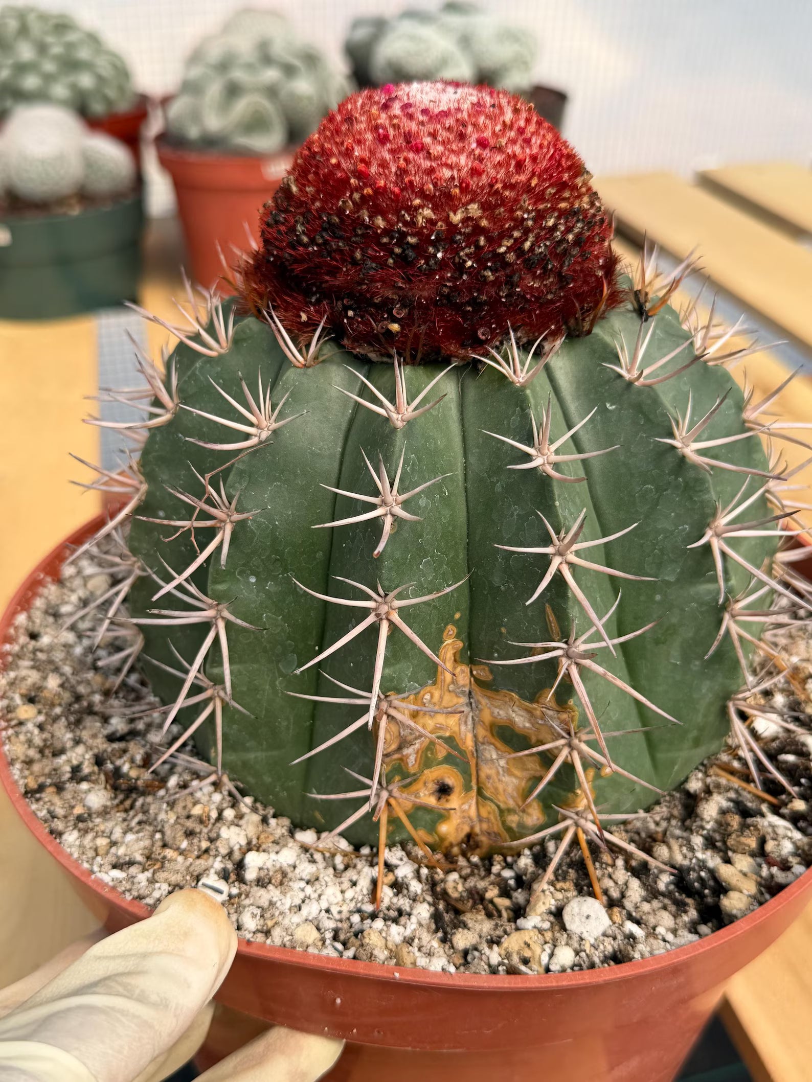 Melocactus Matanzanus – Large Rare Specimen with Cephalium | Collector's Cactus