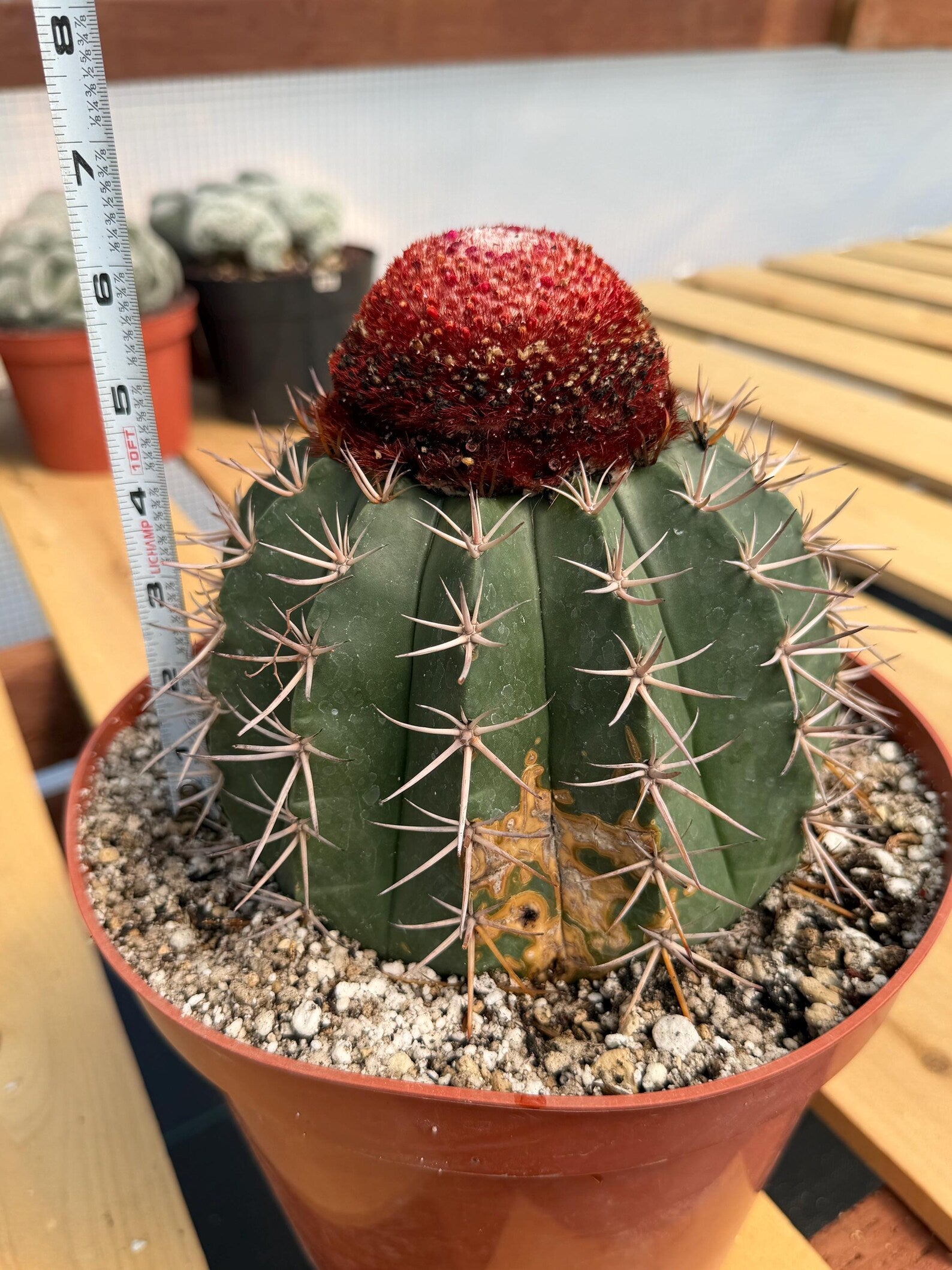 Melocactus Matanzanus – Large Rare Specimen with Cephalium | Collector's Cactus