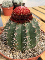 Melocactus Matanzanus – Large Rare Specimen with Cephalium | Collector's Cactus