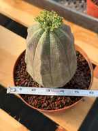 Large Euphorbia Obesa | Rare Succulent | Seed‑Grown Live Cactus Plant