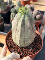 Large Euphorbia Obesa | Rare Succulent | Seed‑Grown Live Cactus Plant