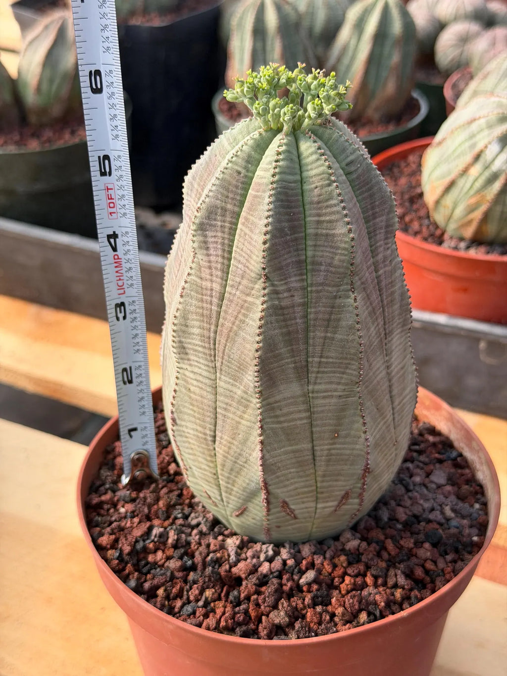 Large Euphorbia Obesa | Rare Succulent | Seed‑Grown Live Cactus Plant