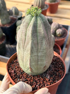 Large Euphorbia Obesa | Rare Succulent | Seed‑Grown Live Cactus Plant