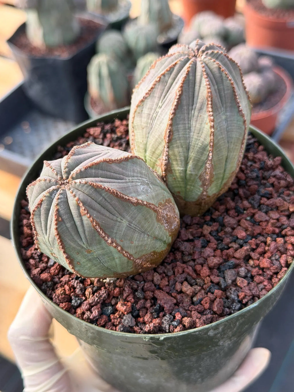 Large Euphorbia Obesa Double Heads | Rare Succulent | Seed‑Grown Live Cactus Plant #217