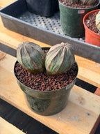 Large Euphorbia Obesa Double Heads | Rare Succulent | Seed‑Grown Live Cactus Plant #217