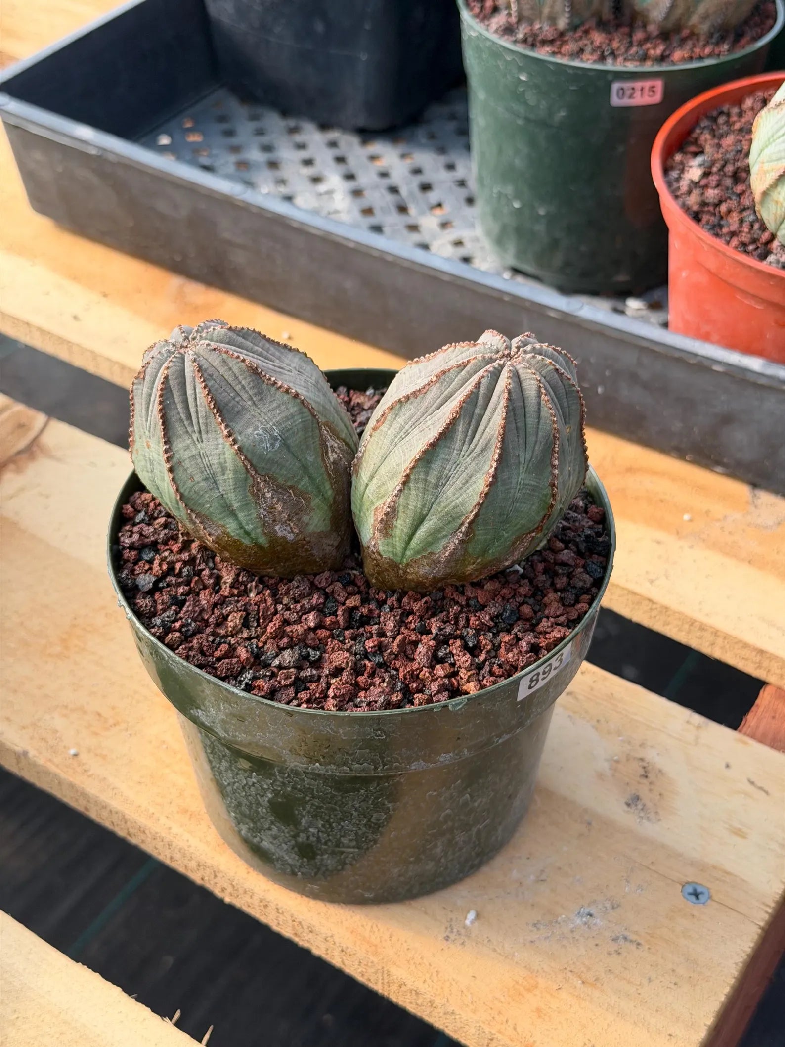 Large Euphorbia Obesa Double Heads | Rare Succulent | Seed‑Grown Live Cactus Plant #217