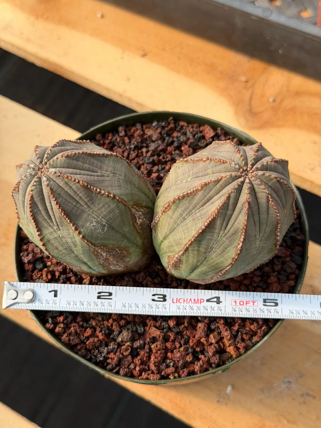 Large Euphorbia Obesa Double Heads | Rare Succulent | Seed‑Grown Live Cactus Plant #217