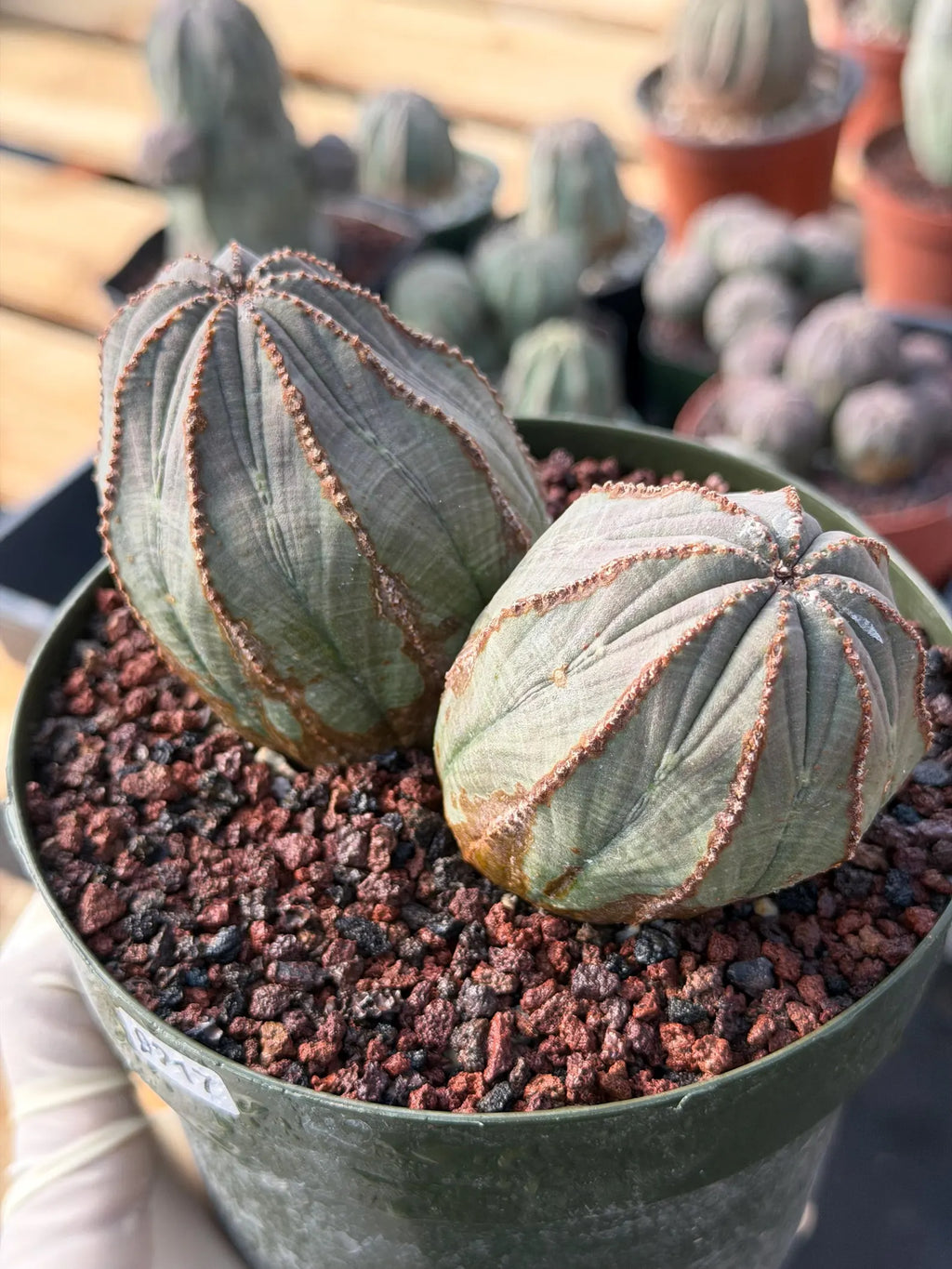 Large Euphorbia Obesa Double Heads | Rare Succulent | Seed‑Grown Live Cactus Plant #217