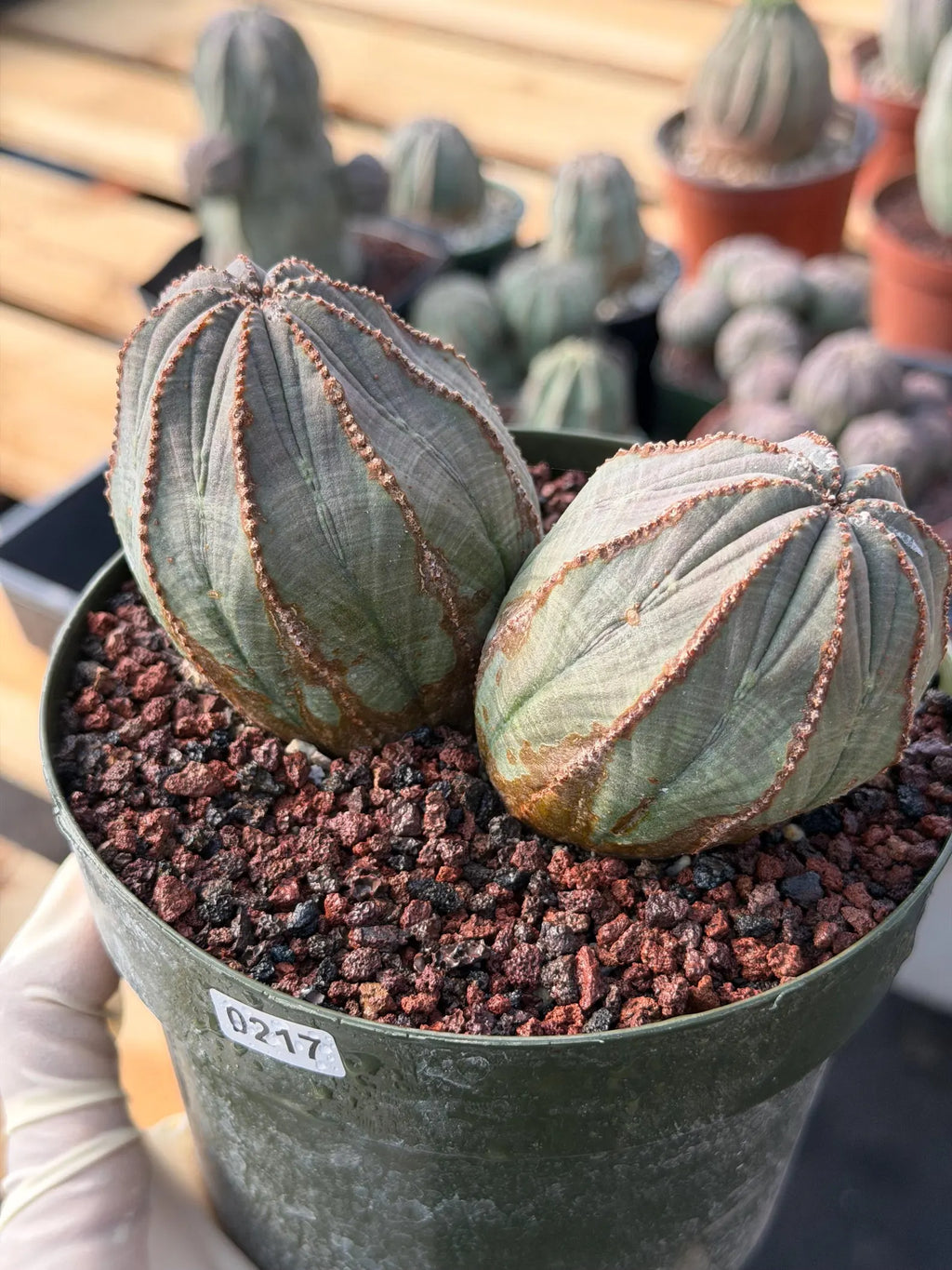 Large Euphorbia Obesa Double Heads | Rare Succulent | Seed‑Grown Live Cactus Plant #217