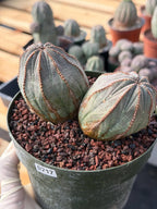 Large Euphorbia Obesa Double Heads | Rare Succulent | Seed‑Grown Live Cactus Plant #217