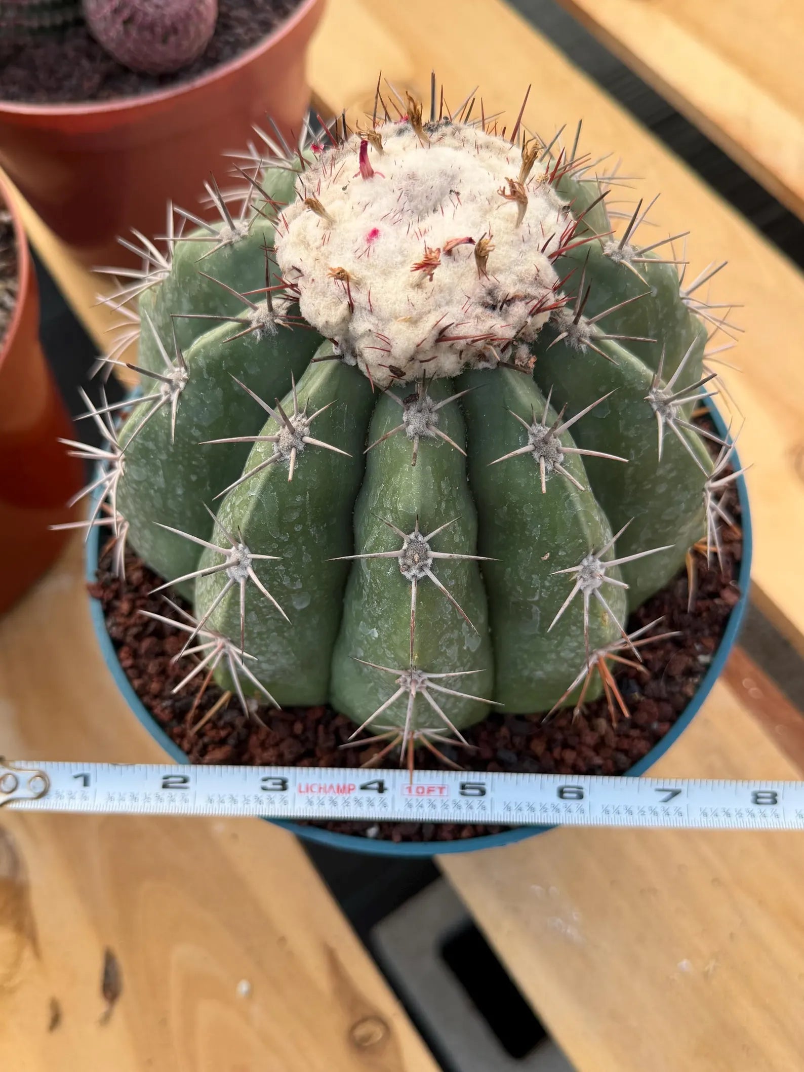 Melocactus with White Cephalium | Rare Live Cactus #699
