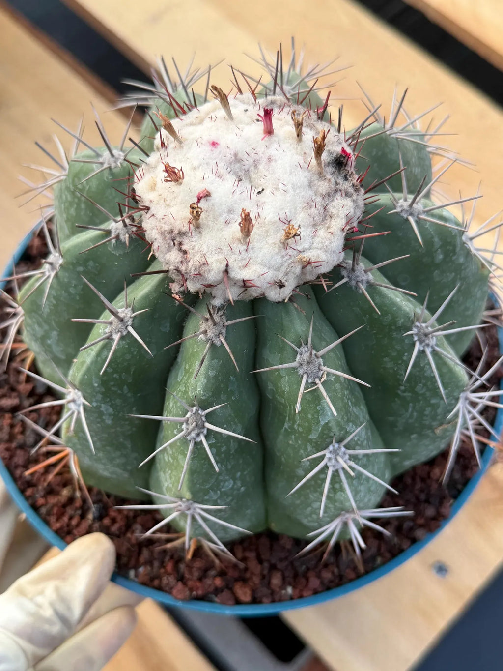 Melocactus with White Cephalium | Rare Live Cactus #699