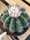 Melocactus with White Cephalium | Rare Live Cactus #699