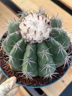 Melocactus with White Cephalium | Rare Live Cactus #699