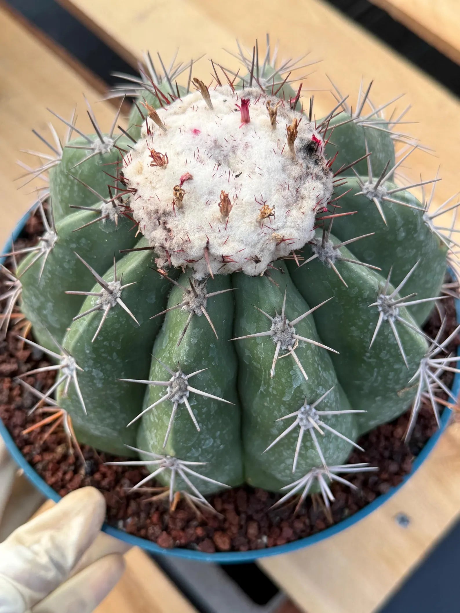 Melocactus with White Cephalium | Rare Live Cactus #699