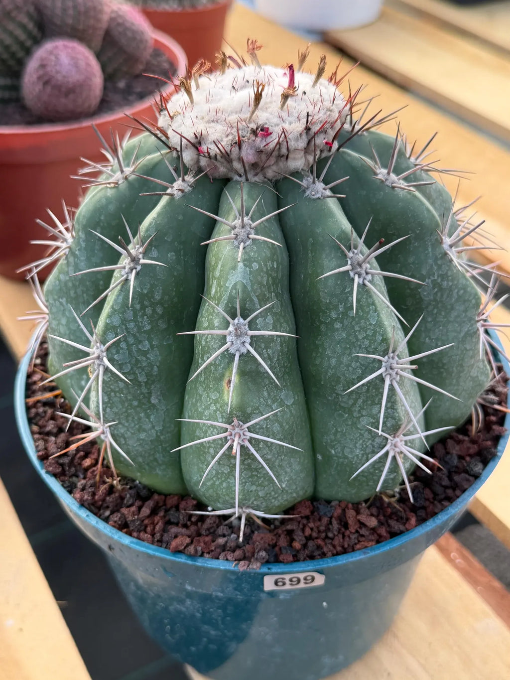 Melocactus with White Cephalium | Rare Live Cactus #699