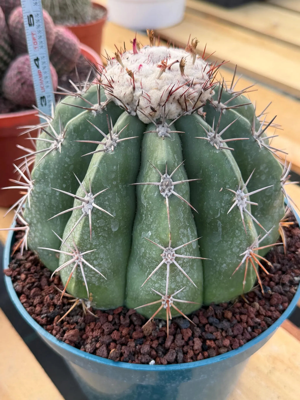 Melocactus with White Cephalium | Rare Live Cactus #699