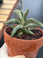 Variegated Sansevieria Blue Clone White Variegation Rare Live Snake Plant – Exact Houseplant