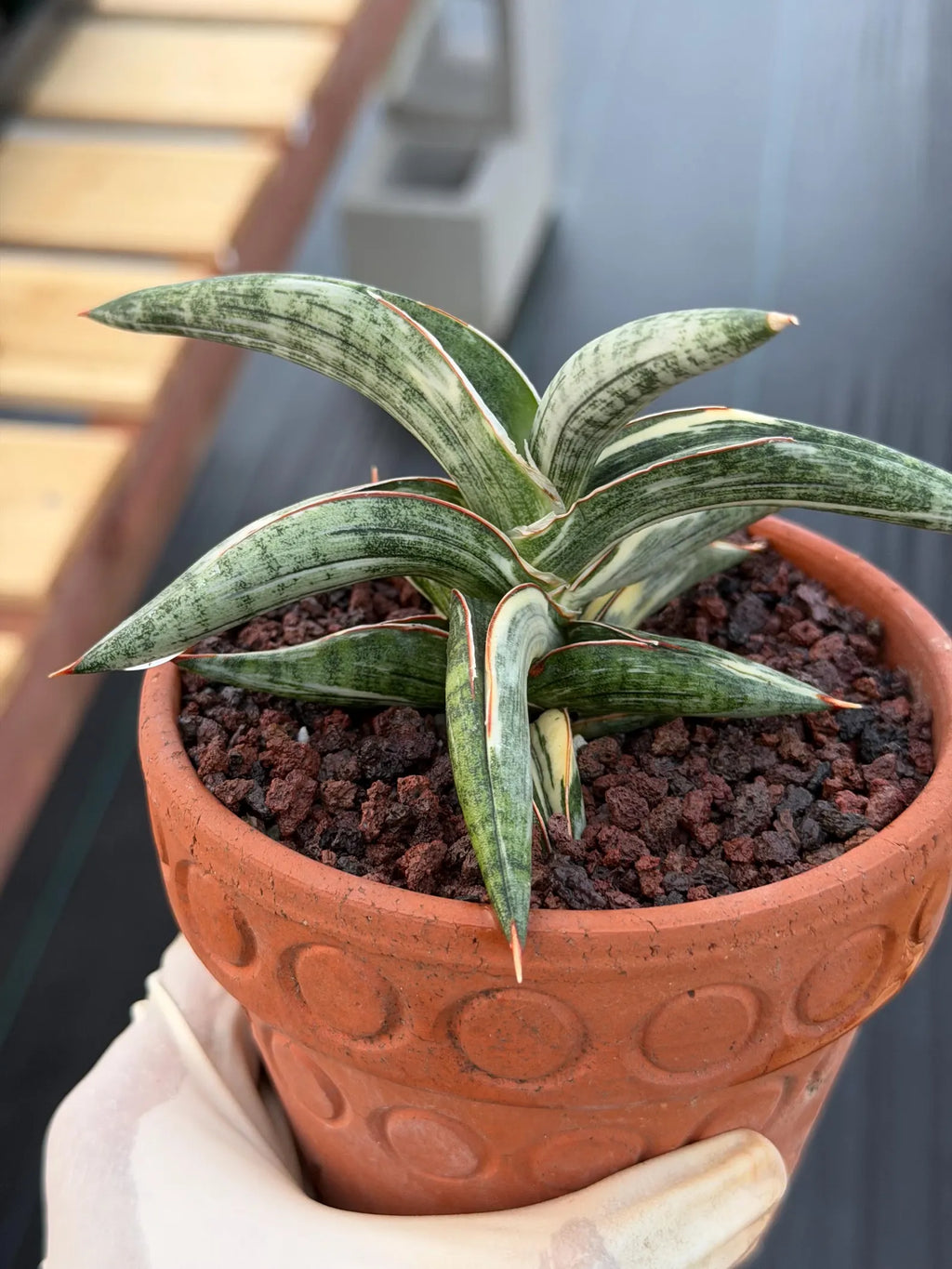 Variegated Sansevieria Blue Clone White Variegation Rare Live Snake Plant – Exact Houseplant