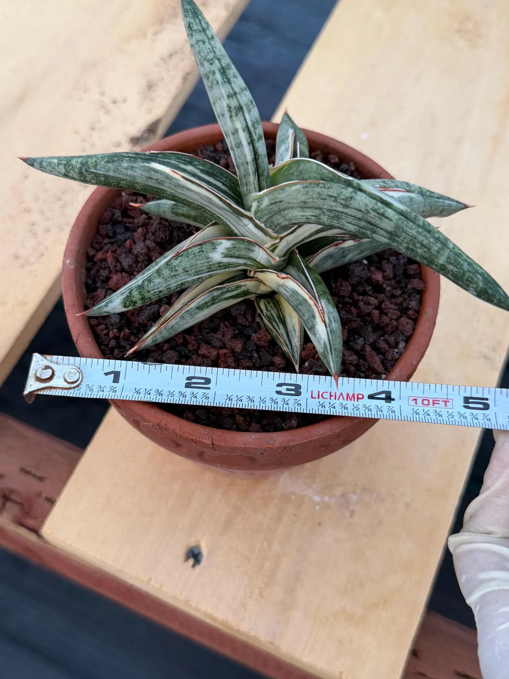 Variegated Sansevieria Blue Clone White Variegation Rare Live Snake Plant – Exact Houseplant