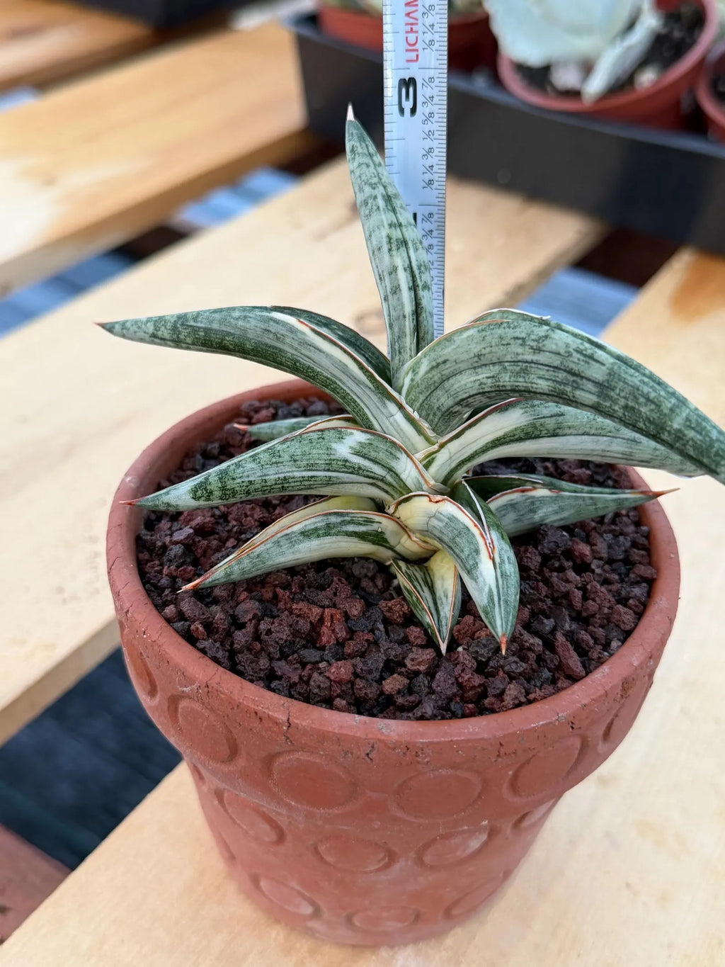 Variegated Sansevieria Blue Clone White Variegation Rare Live Snake Plant – Exact Houseplant