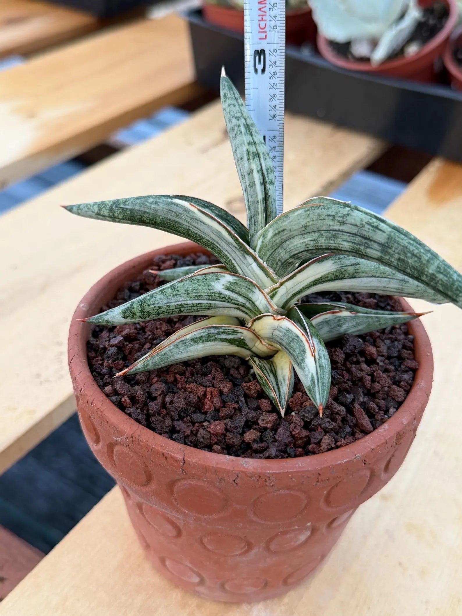 Variegated Sansevieria Blue Clone White Variegation Rare Live Snake Plant – Exact Houseplant