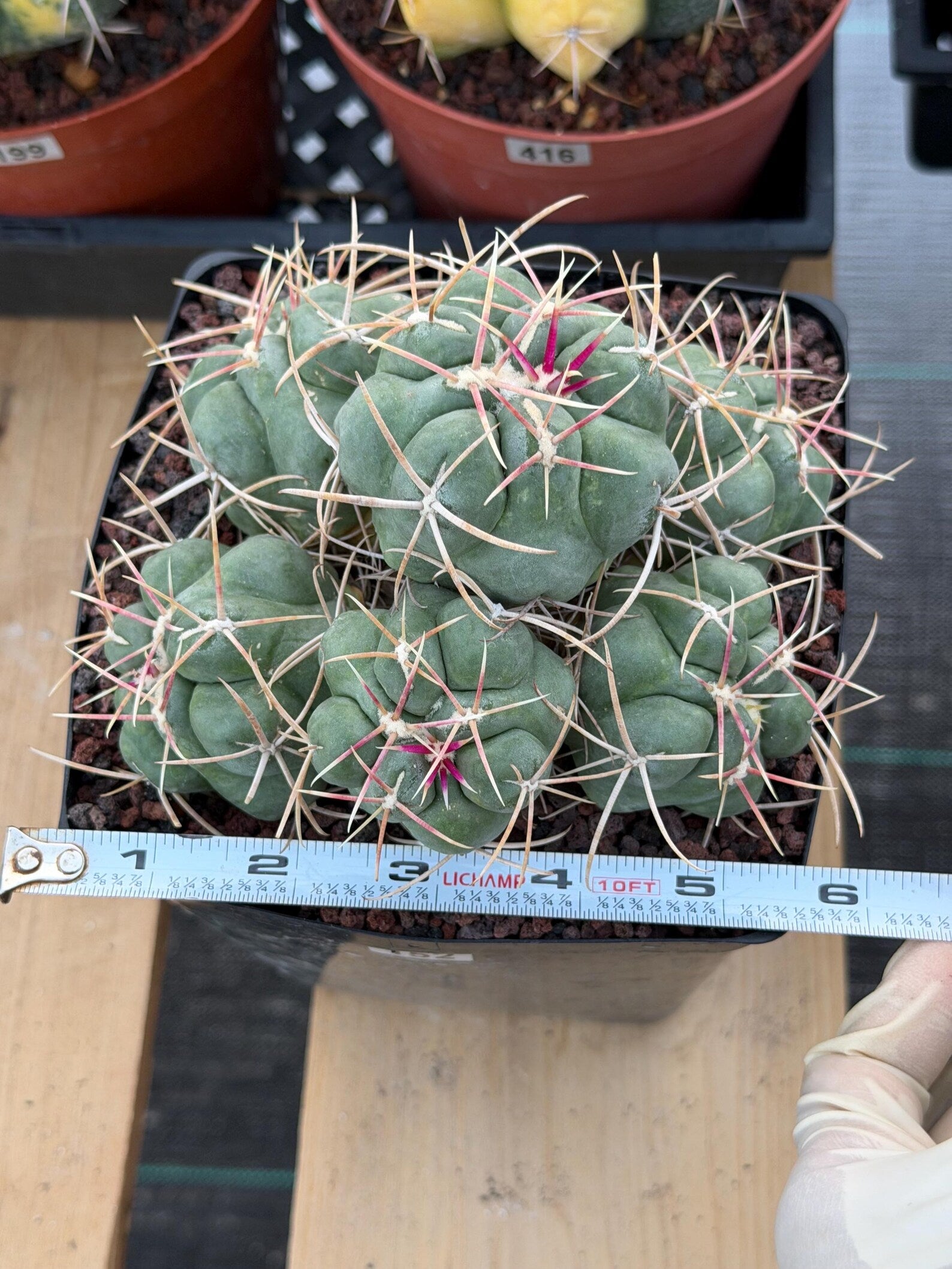 Thelocactus Hexaedrophorus Cluster #152