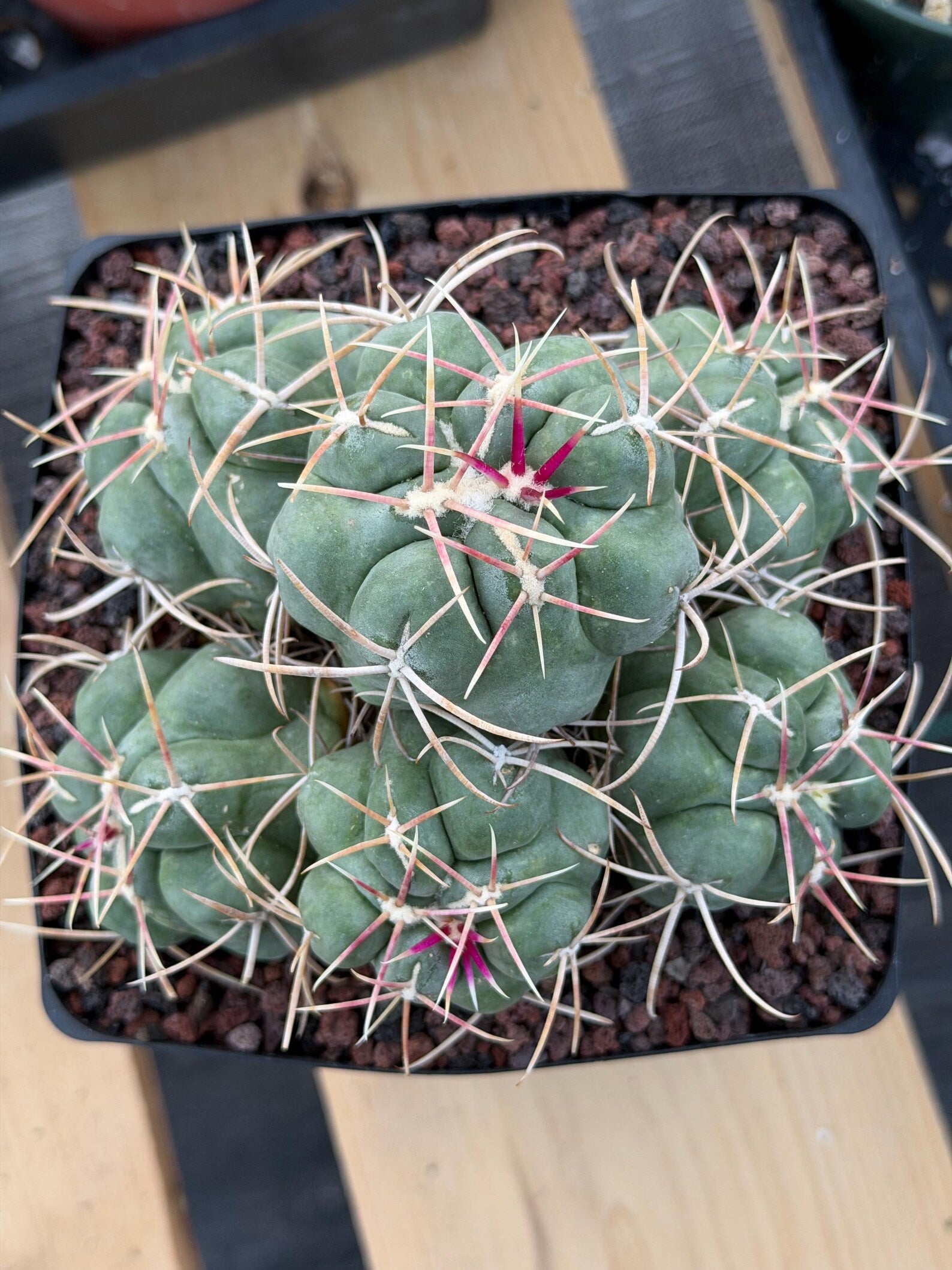 Thelocactus Hexaedrophorus Cluster #152