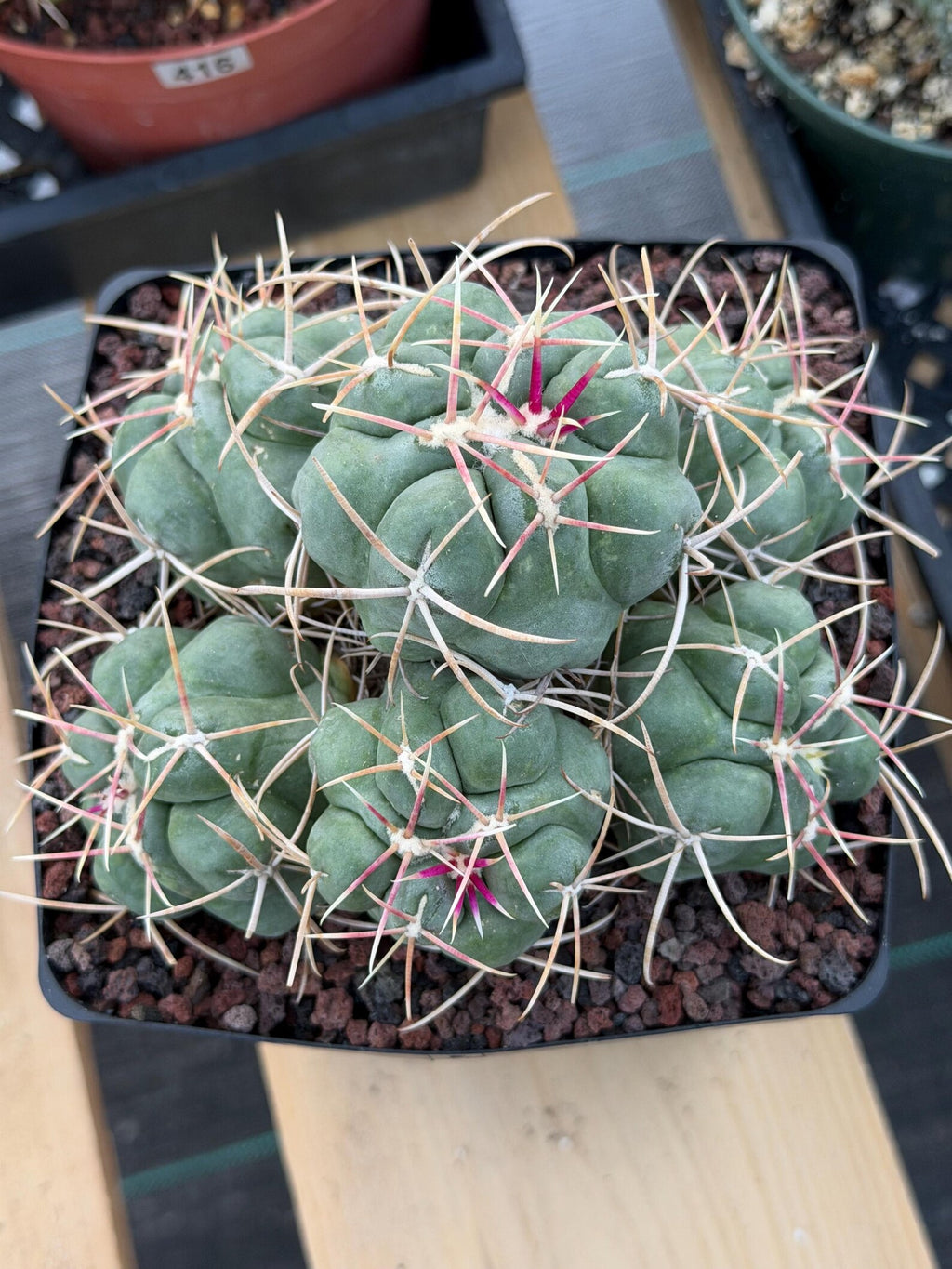 Thelocactus Hexaedrophorus Cluster #152
