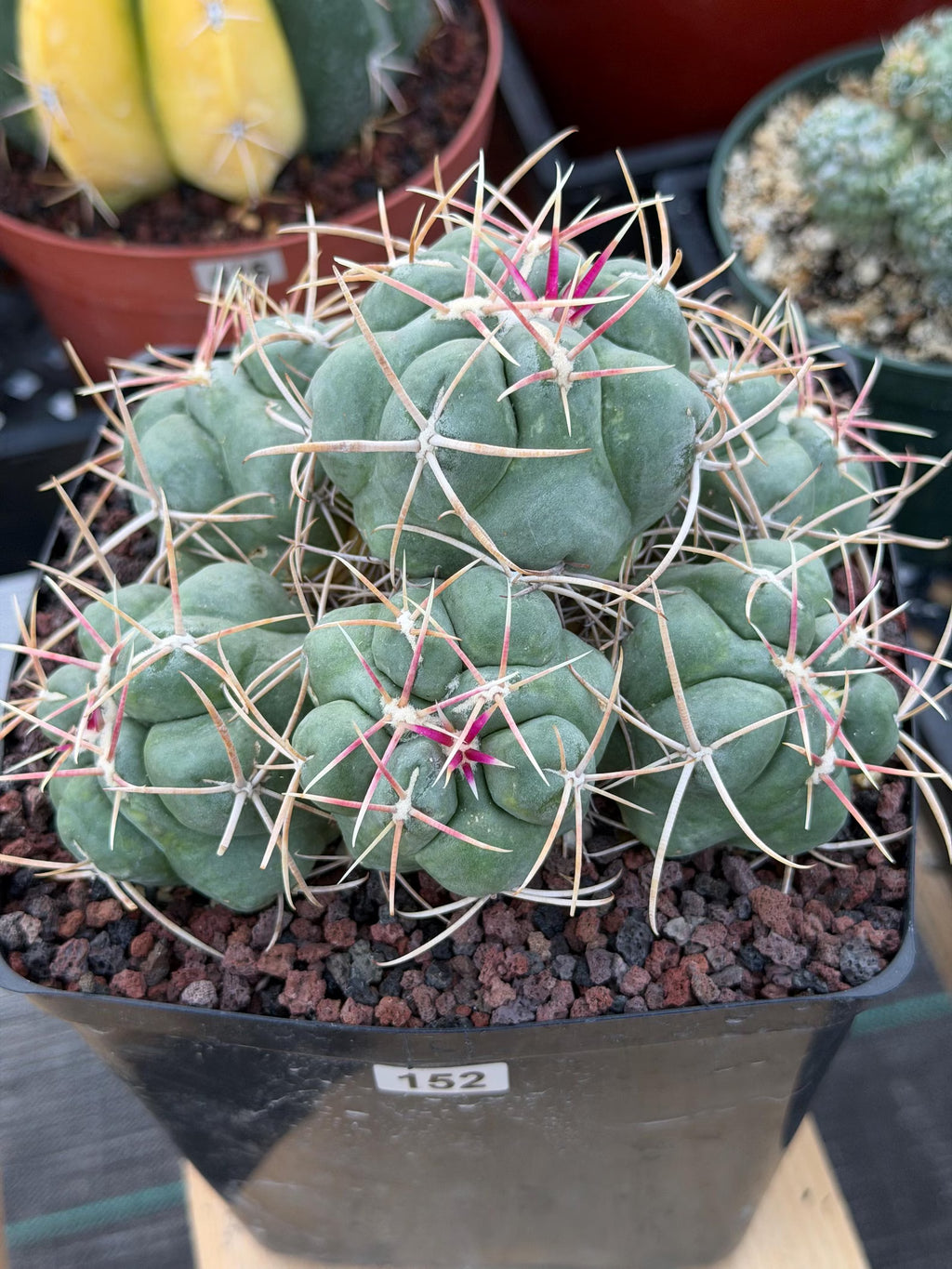 Thelocactus Hexaedrophorus Cluster #152