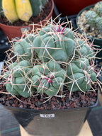 Thelocactus Hexaedrophorus Cluster #152