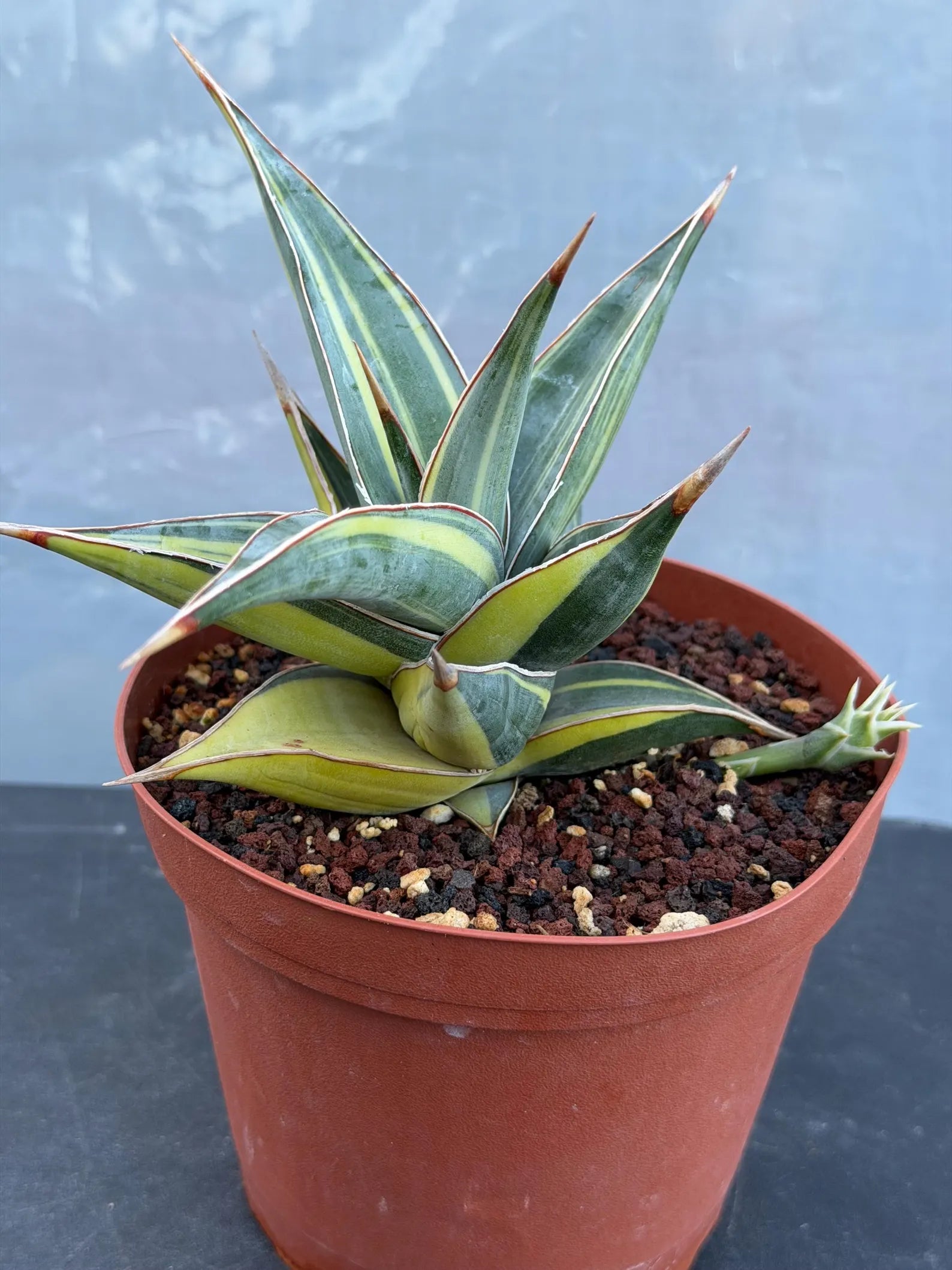 Variegated Sansevieria Pinguicula with Pup #655