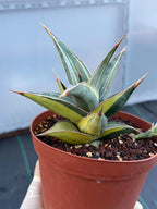 Variegated Sansevieria Pinguicula with Pup #655