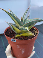Variegated Sansevieria Pinguicula with Pup #655