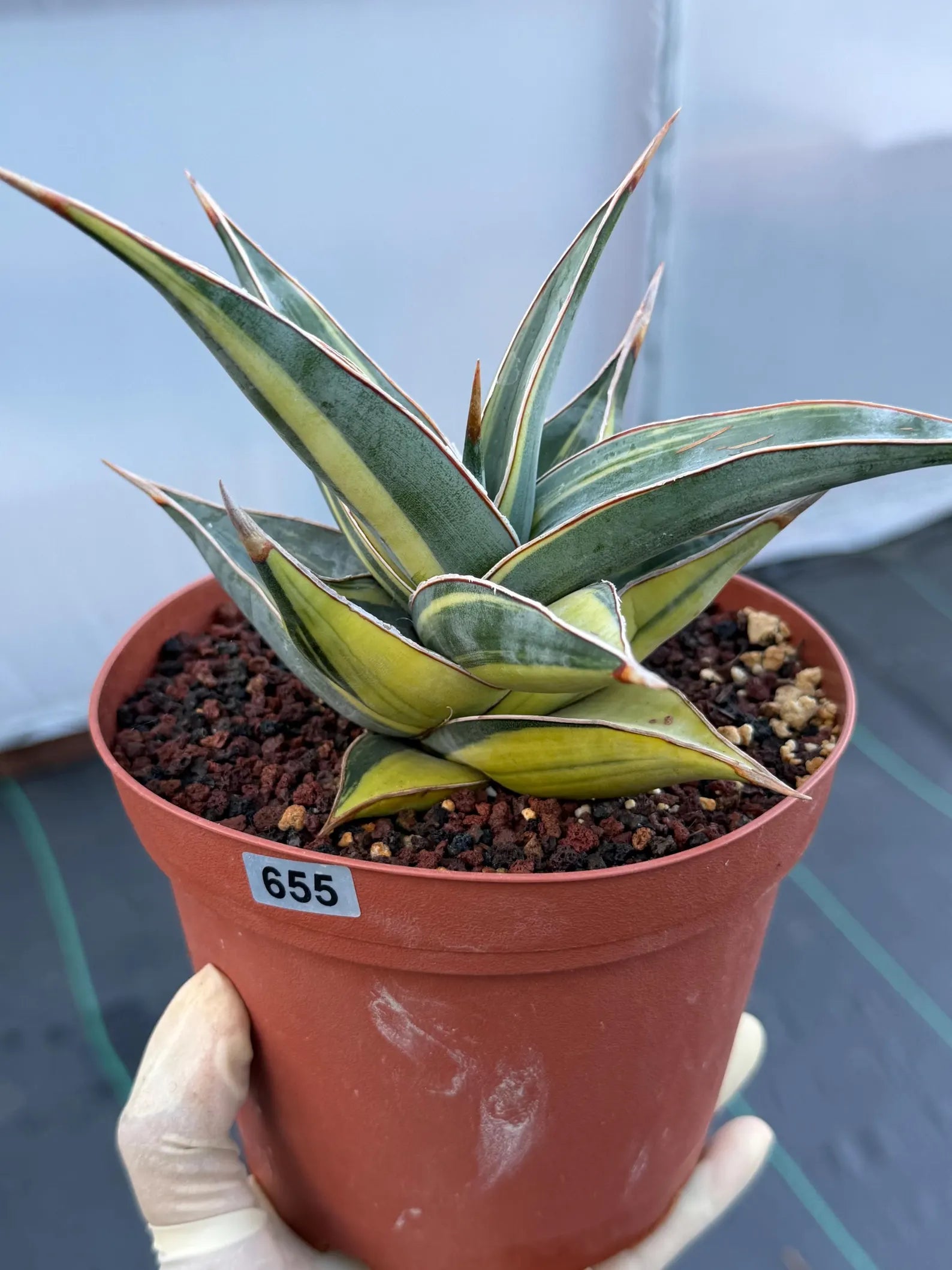 Variegated Sansevieria Pinguicula with Pup #655