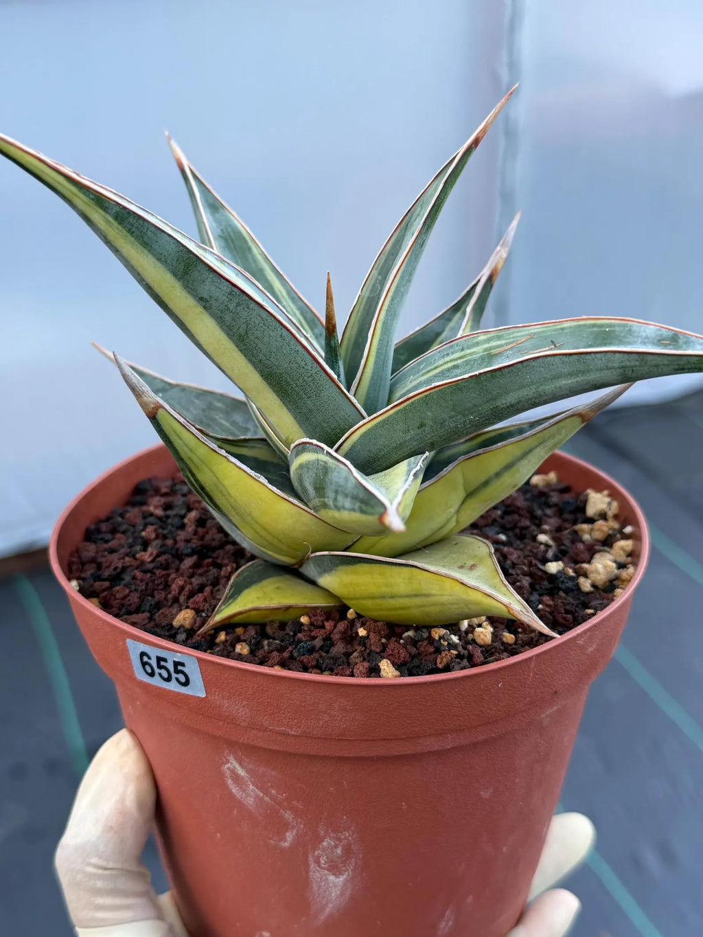 Variegated Sansevieria Pinguicula with Pup #655