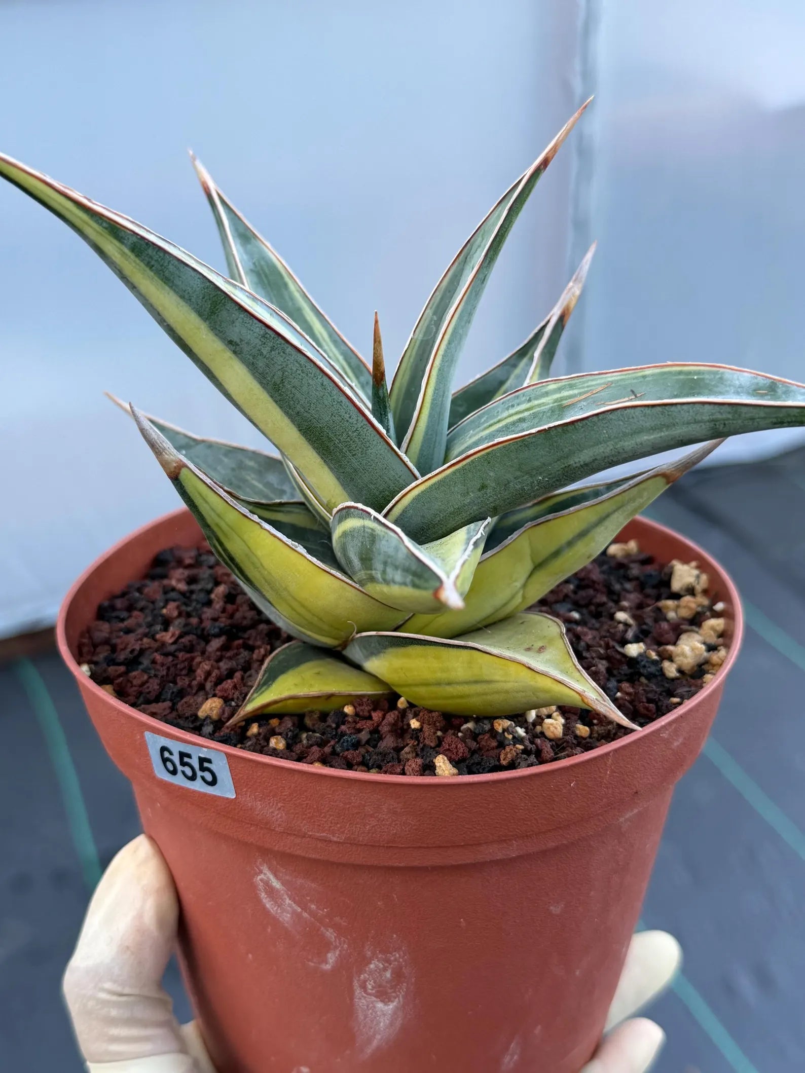 Variegated Sansevieria Pinguicula with Pup #655