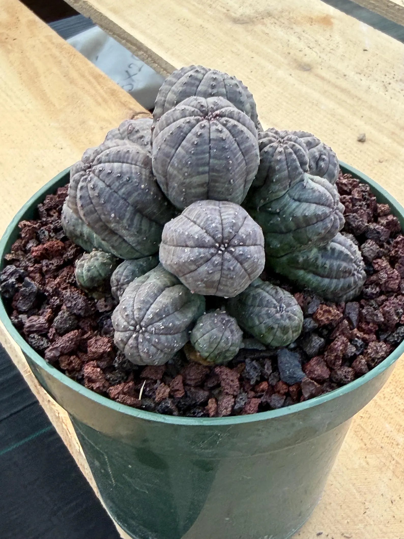 Crested Euphorbia Obesa Cluster Live Plant #235