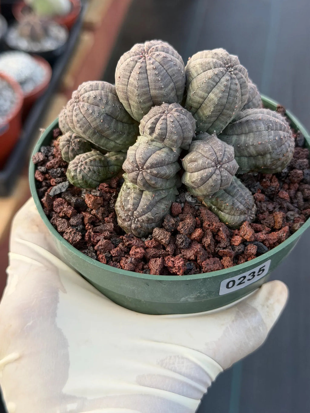 Crested Euphorbia Obesa Cluster Live Plant #235