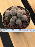 Crested Euphorbia Obesa Cluster Live Plant #235