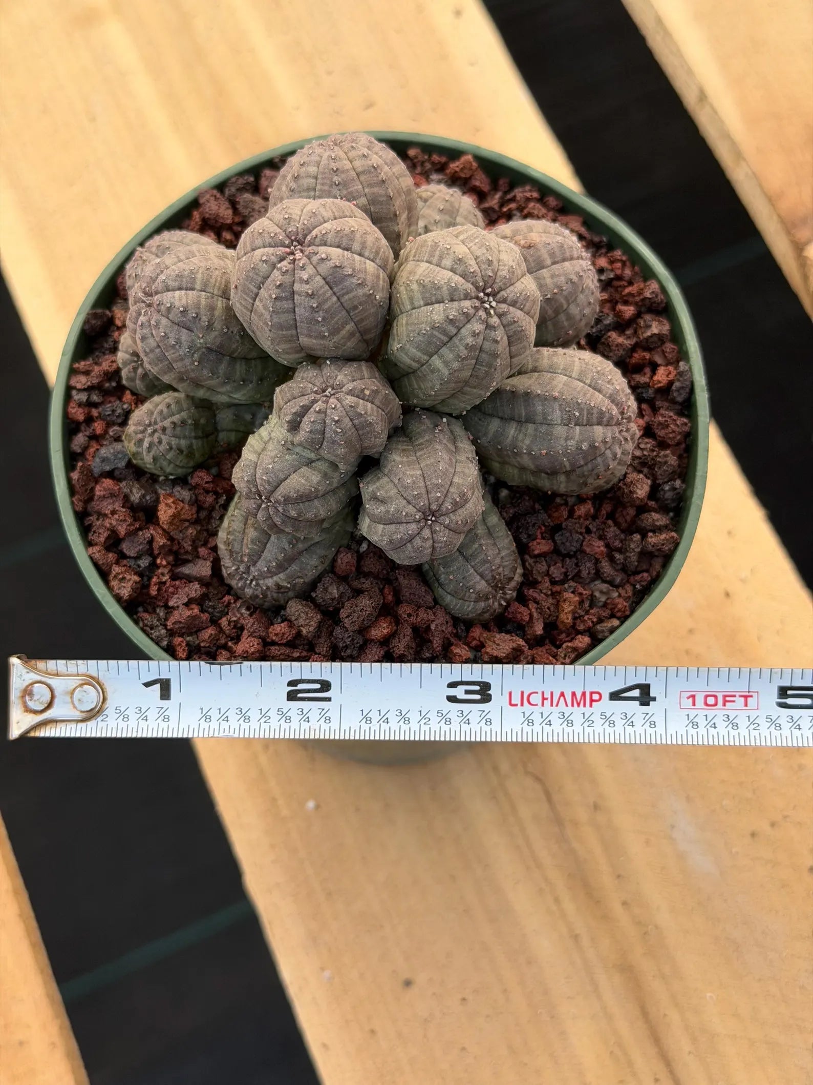 Crested Euphorbia Obesa Cluster Live Plant #235