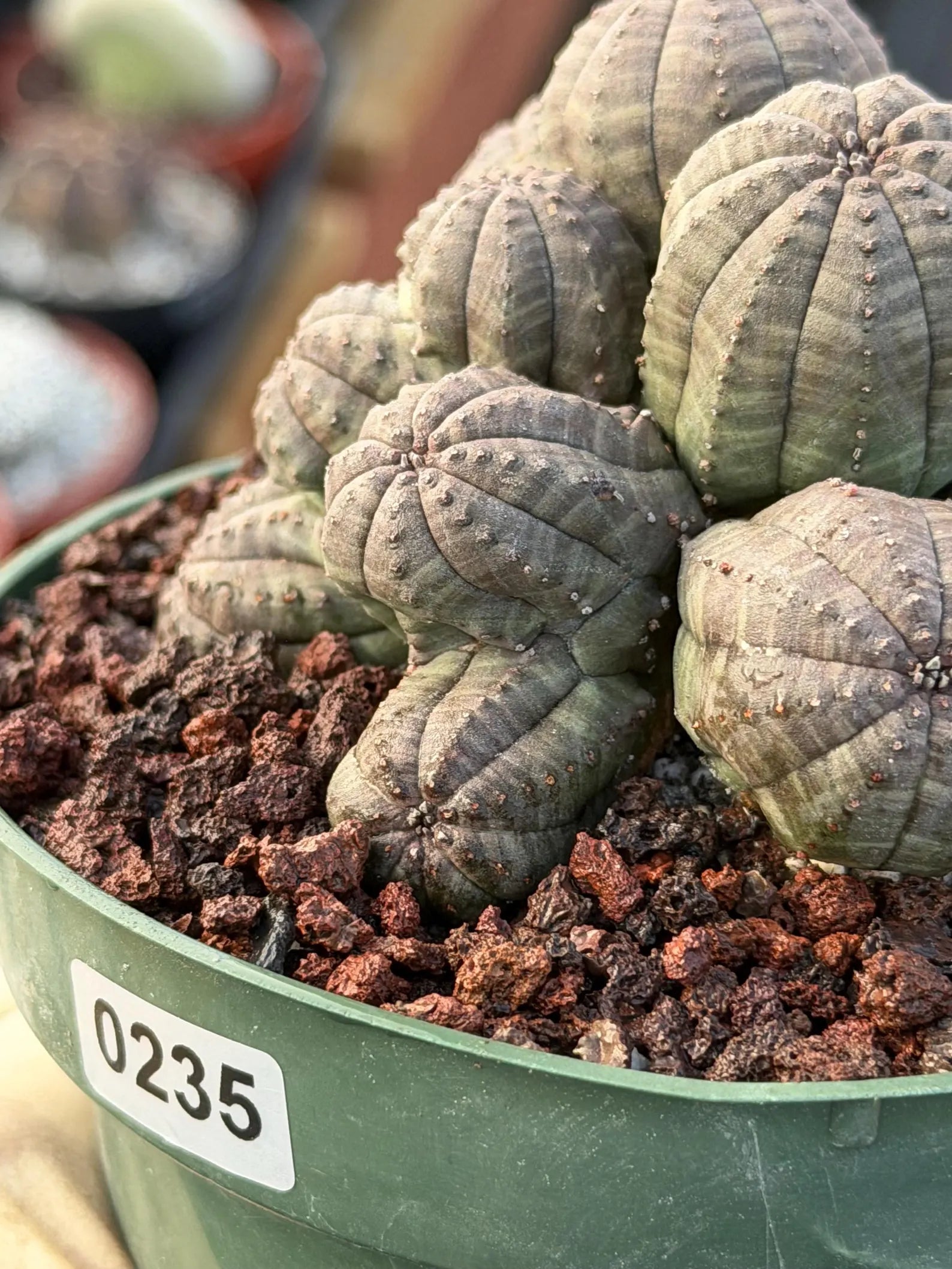 Crested Euphorbia Obesa Cluster Live Plant #235