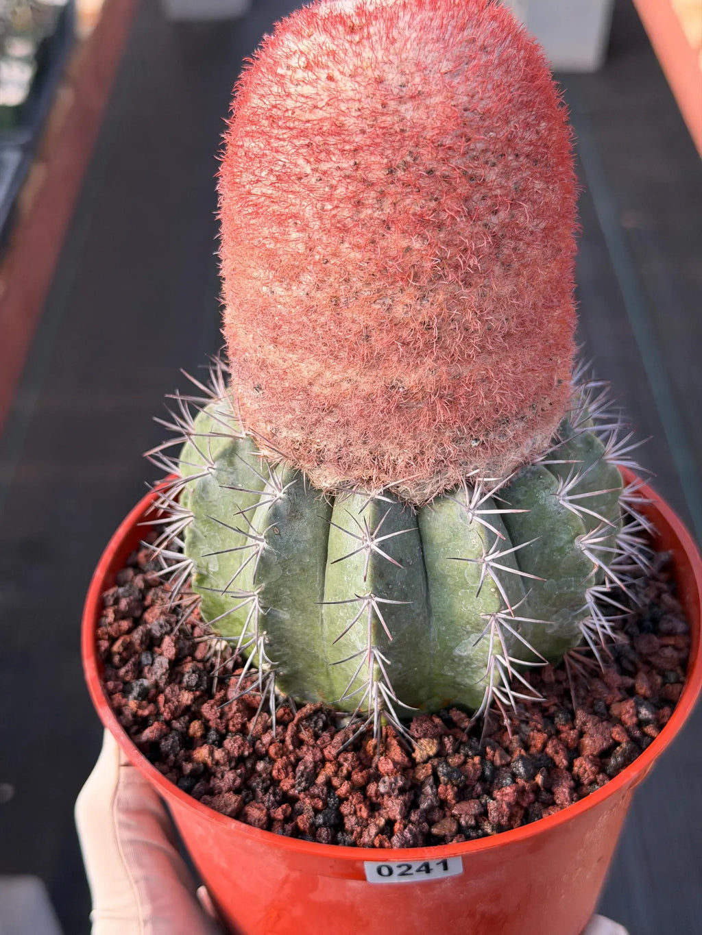 Melocactus Matanzanus Dwarf Form | Rare Big Cephalium Live Cactus Plant